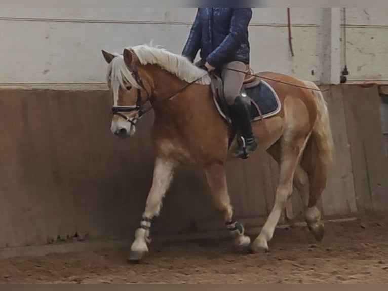 Haflinger Wallach 5 Jahre 147 cm Palomino in Braunschweig