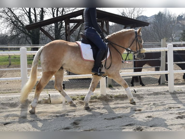 Haflinger Wallach 5 Jahre 147 cm Palomino in Strass im strassertal