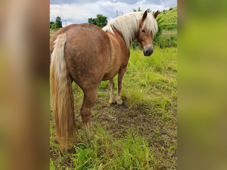 Haflinger Mix Wallach 5 Jahre 148 cm in Sehnde