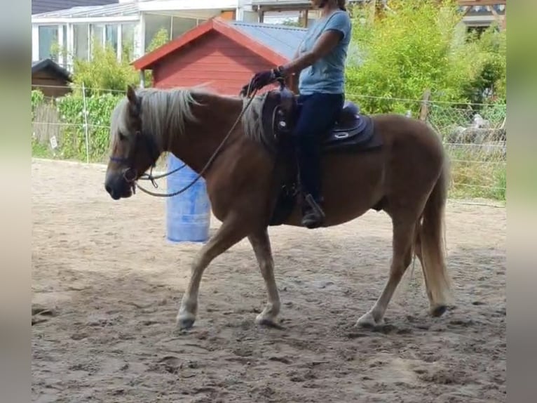 Haflinger Mix Wallach 5 Jahre 148 cm in Sehnde