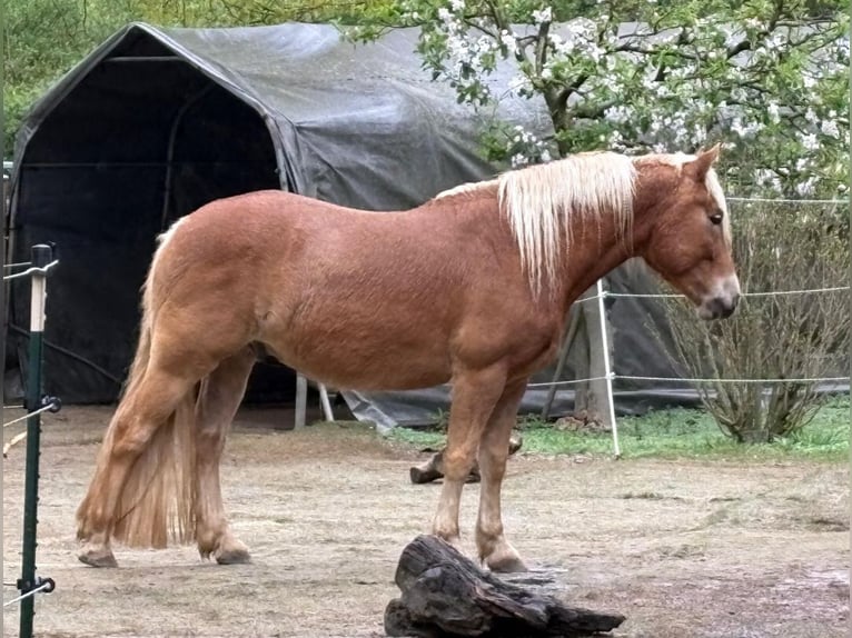 Haflinger Mix Wallach 5 Jahre 148 cm in Sehnde