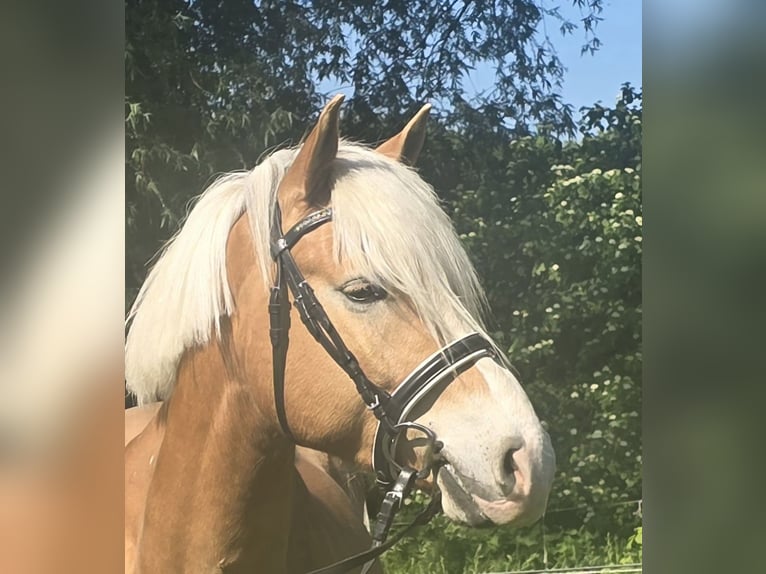 Haflinger Wallach 5 Jahre 148 cm Fuchs in Mülheim an der Ruhr