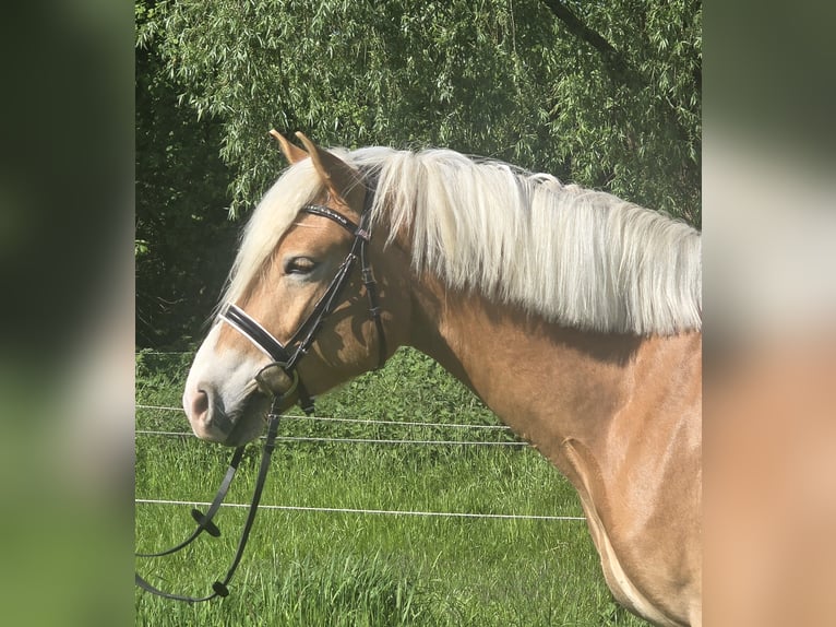 Haflinger Wallach 5 Jahre 148 cm Fuchs in Mülheim an der Ruhr