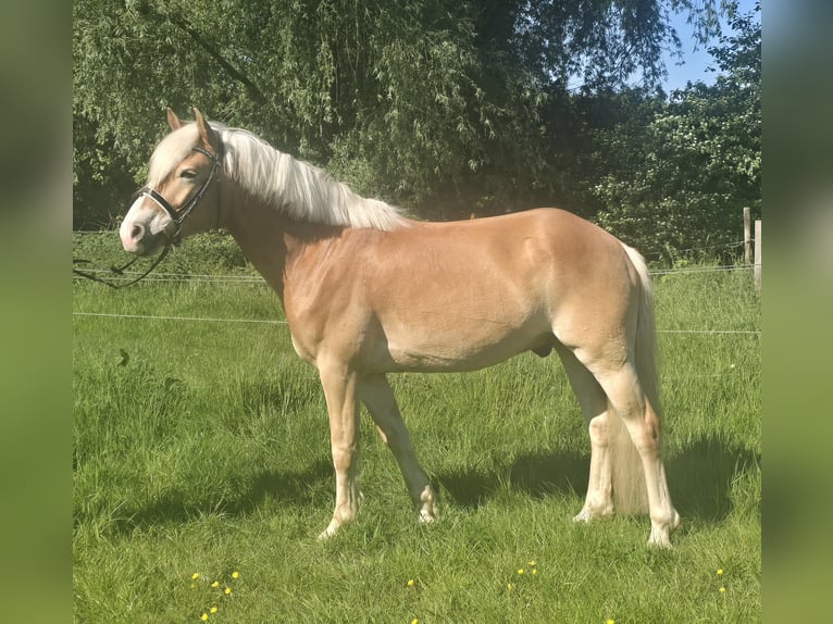 Haflinger Wallach 5 Jahre 148 cm Fuchs in Mülheim an der Ruhr