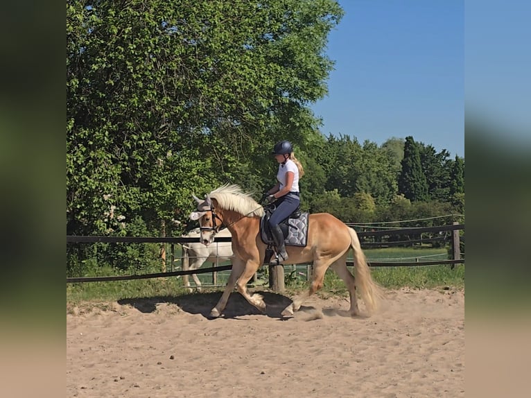 Haflinger Wallach 5 Jahre 148 cm Fuchs in Mülheim an der Ruhr