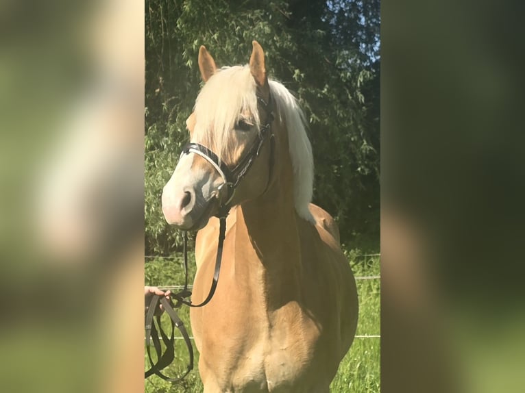 Haflinger Wallach 5 Jahre 148 cm Fuchs in Mülheim an der Ruhr
