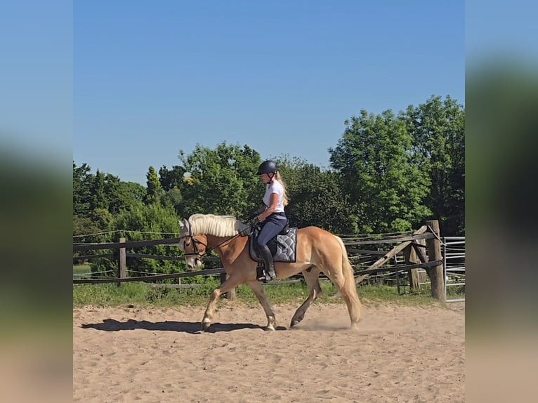 Haflinger Wallach 5 Jahre 148 cm Fuchs in Mülheim an der Ruhr
