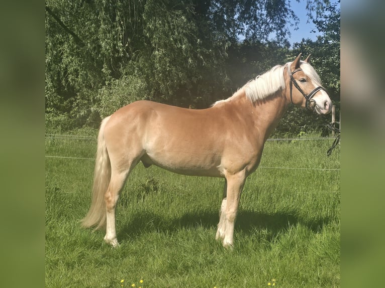 Haflinger Wallach 5 Jahre 148 cm Fuchs in Mülheim an der Ruhr