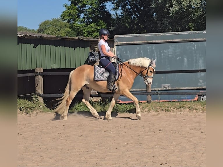 Haflinger Wallach 5 Jahre 148 cm Fuchs in Mülheim an der Ruhr