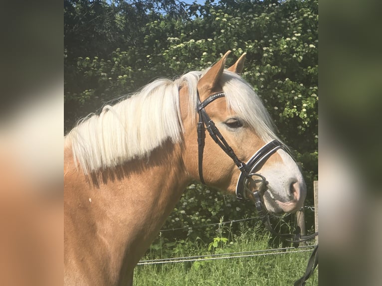 Haflinger Wallach 5 Jahre 148 cm Fuchs in Mülheim an der Ruhr