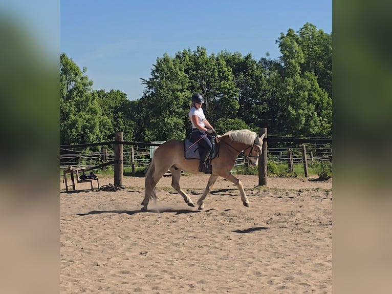 Haflinger Wallach 5 Jahre 148 cm Fuchs in Mülheim an der Ruhr