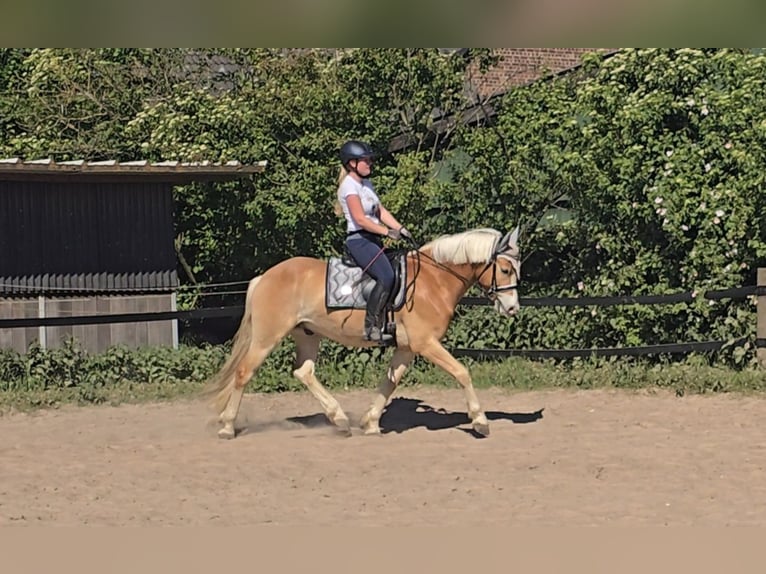 Haflinger Wallach 5 Jahre 148 cm Fuchs in Mülheim an der Ruhr