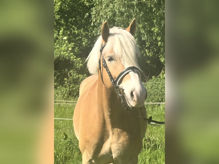 Haflinger Wallach 5 Jahre 148 cm Fuchs in Mülheim an der Ruhr
