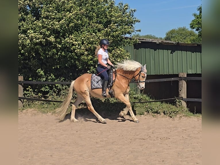 Haflinger Wallach 5 Jahre 148 cm Fuchs in Mülheim an der Ruhr