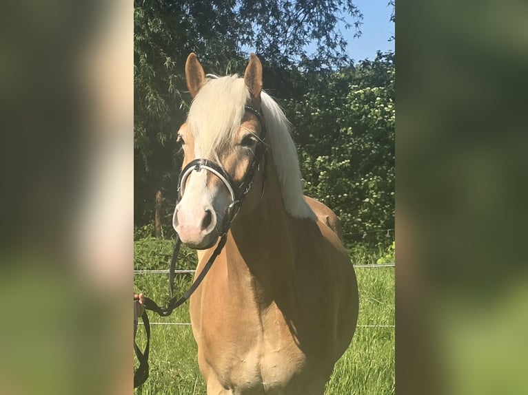 Haflinger Wallach 5 Jahre 148 cm Fuchs in Mülheim an der Ruhr
