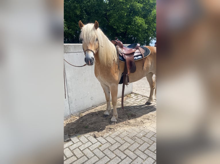 Haflinger Wallach 5 Jahre 148 cm Fuchs in Nordhorn