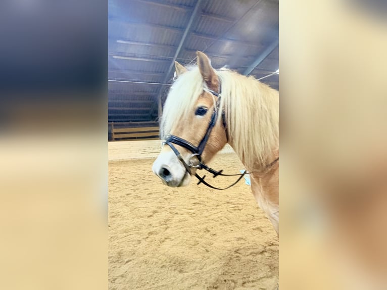 Haflinger Wallach 5 Jahre 148 cm Fuchs in Pelmberg
