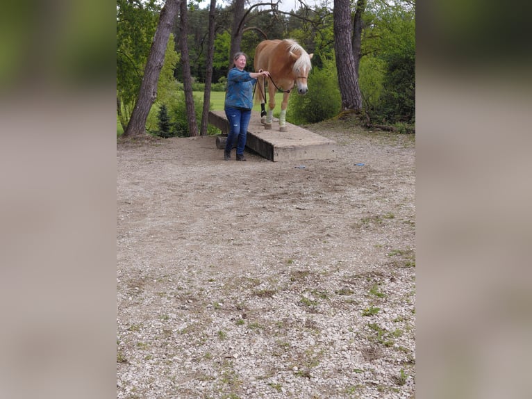Haflinger Wallach 5 Jahre 148 cm  in Wolnzach