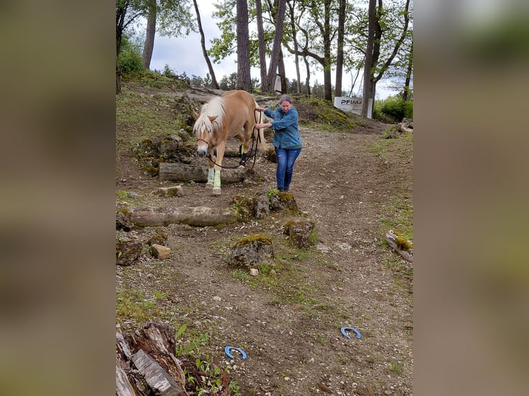 Haflinger Wallach 5 Jahre 148 cm  in Wolnzach