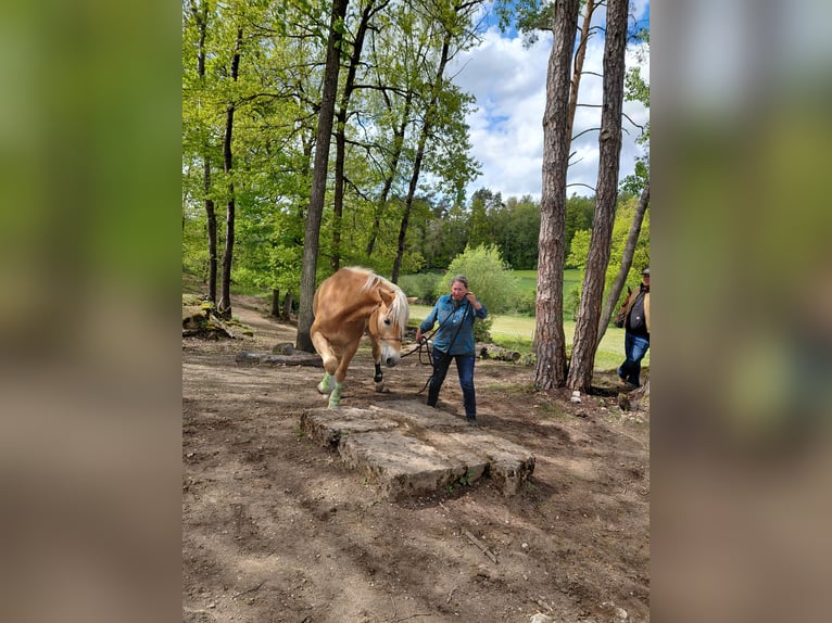 Haflinger Wallach 5 Jahre 148 cm  in Wolnzach