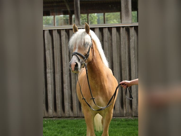 Haflinger Wallach 5 Jahre 149 cm in Coesfeld