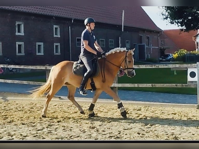 Haflinger Wallach 5 Jahre 149 cm in Coesfeld