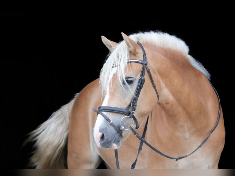 Haflinger Wallach 5 Jahre 149 cm in Coesfeld