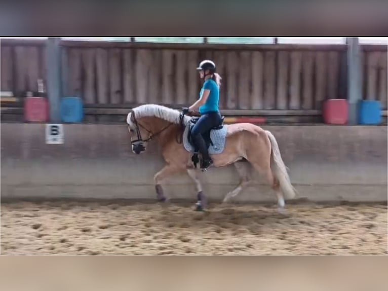 Haflinger Wallach 5 Jahre 149 cm in Coesfeld
