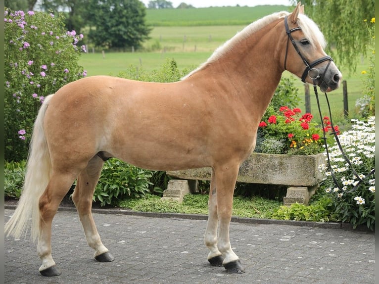 Haflinger Wallach 5 Jahre 149 cm in Coesfeld