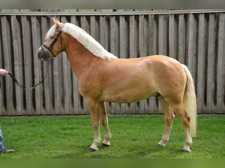 Haflinger Wallach 5 Jahre 149 cm in Coesfeld