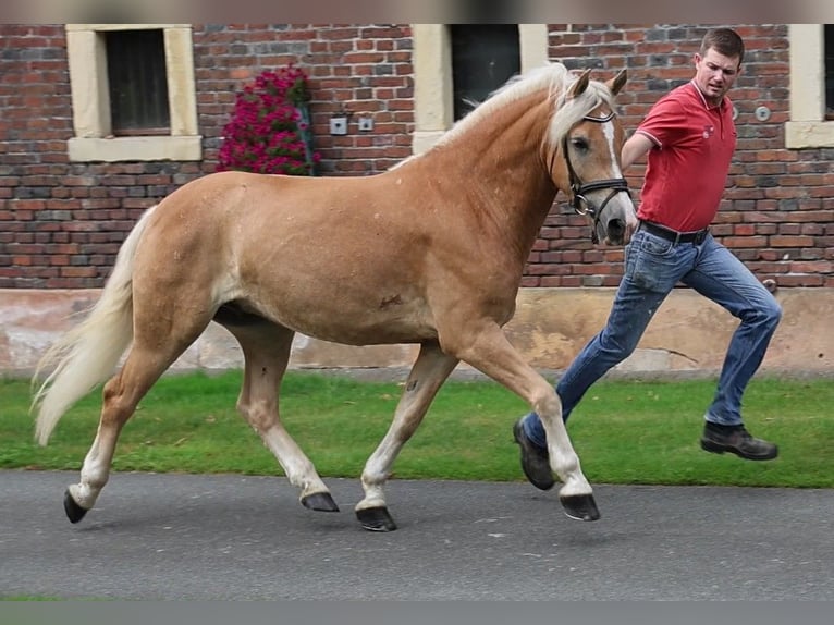 Haflinger Wallach 5 Jahre 149 cm in Coesfeld