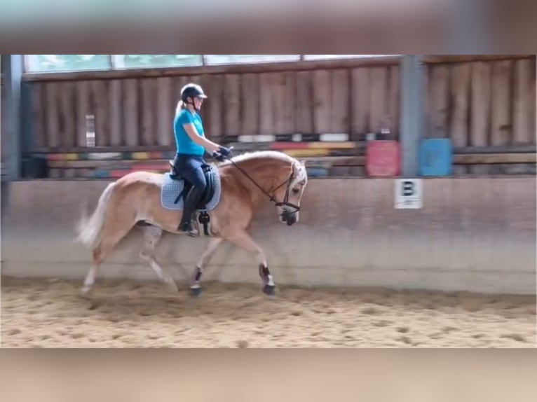Haflinger Wallach 5 Jahre 149 cm in Coesfeld