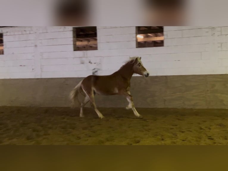 Haflinger Wallach 5 Jahre 149 cm Fuchs in Niederzier