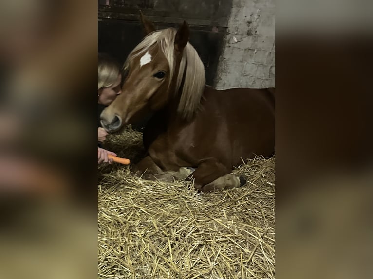 Haflinger Mix Wallach 5 Jahre 149 cm Fuchs in HerteN