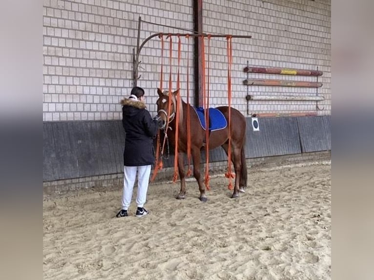 Haflinger Mix Wallach 5 Jahre 149 cm Fuchs in HerteN