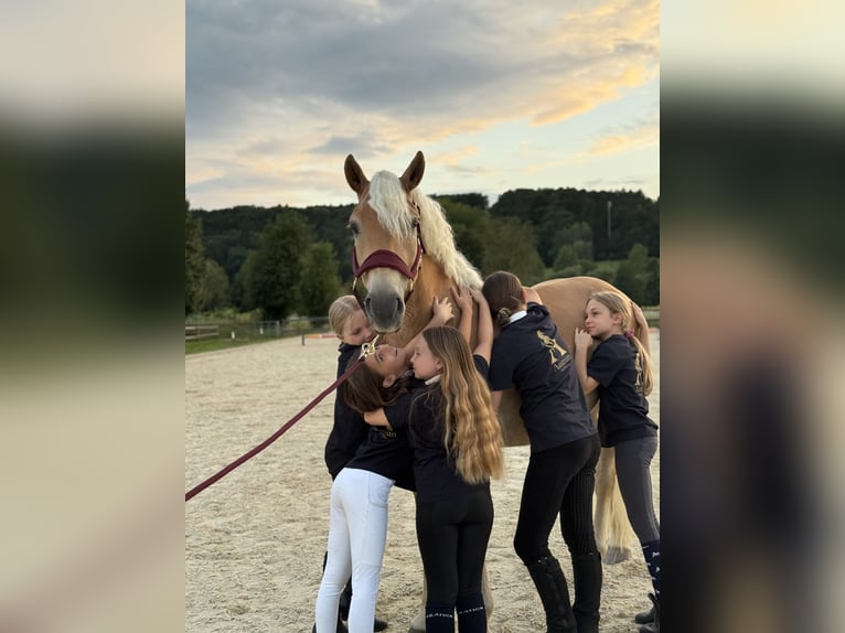 Haflinger Wallach 5 Jahre 150 cm in Bad blumau