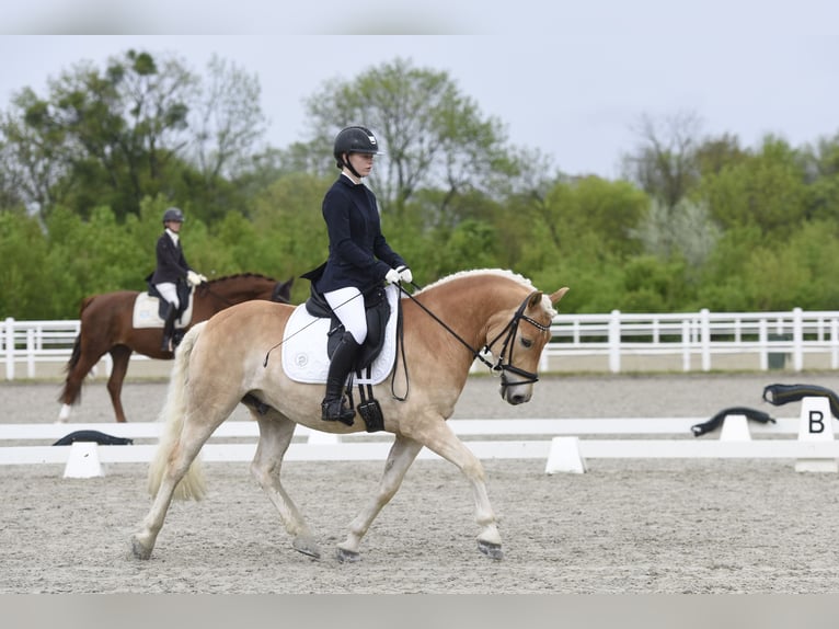 Haflinger Wallach 5 Jahre 150 cm in Bad blumau