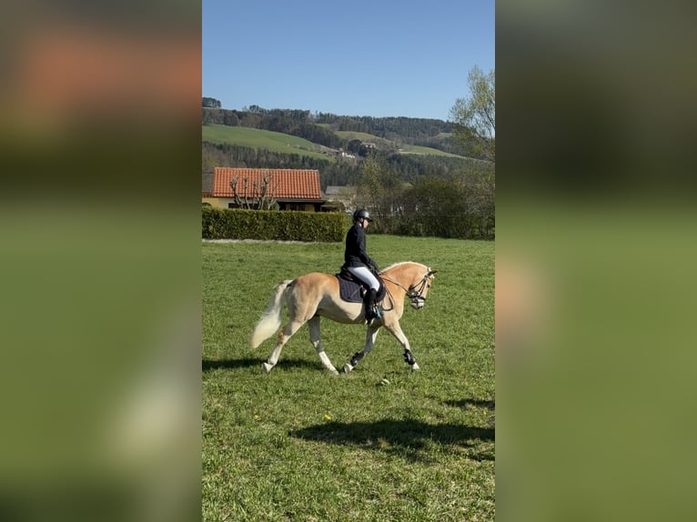 Haflinger Wallach 5 Jahre 150 cm in Bad blumau