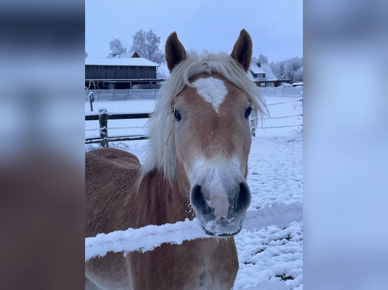 Haflinger Wallach 5 Jahre 150 cm Falbe in Wriedel