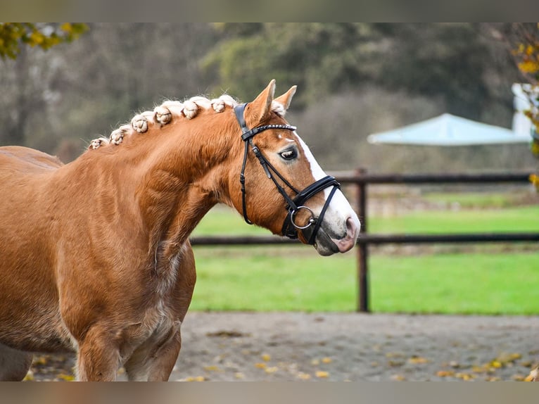Haflinger Wallach 5 Jahre 150 cm Fuchs in Riedstadt