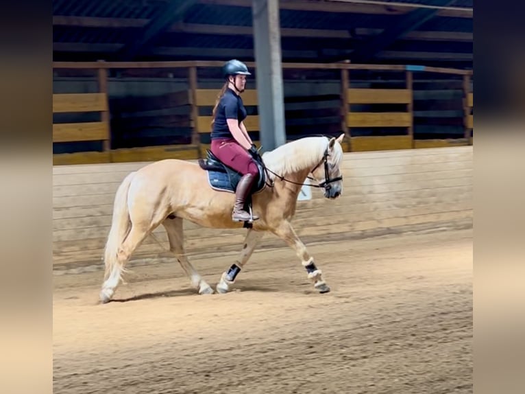 Haflinger Wallach 5 Jahre 150 cm Fuchs in Pelmberg