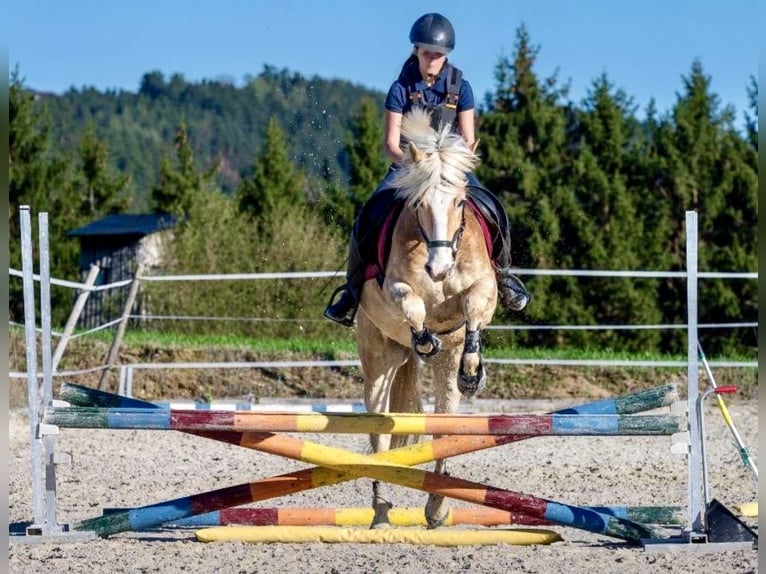 Haflinger Wallach 5 Jahre 150 cm Fuchs in Pelmberg
