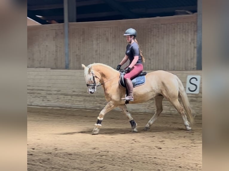 Haflinger Wallach 5 Jahre 150 cm Fuchs in Pelmberg