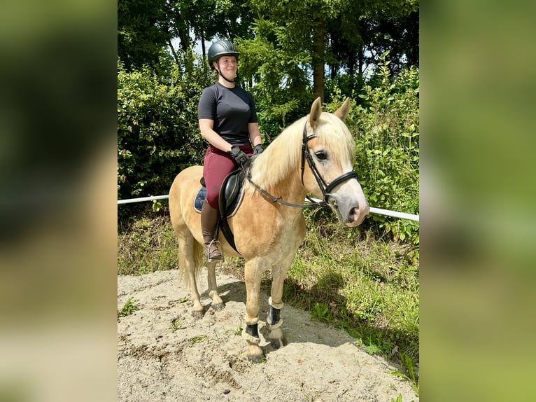 Haflinger Wallach 5 Jahre 150 cm Fuchs in Pelmberg