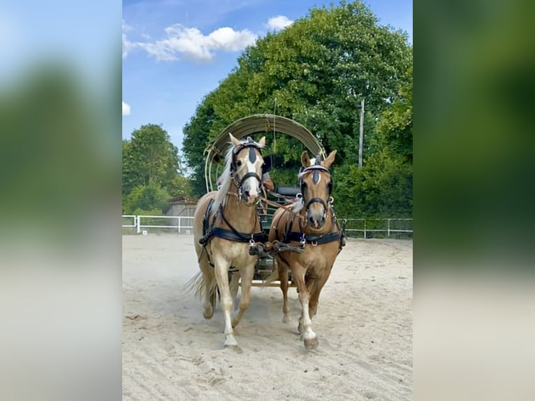 Haflinger Wallach 5 Jahre 150 cm Fuchs in Pelmberg