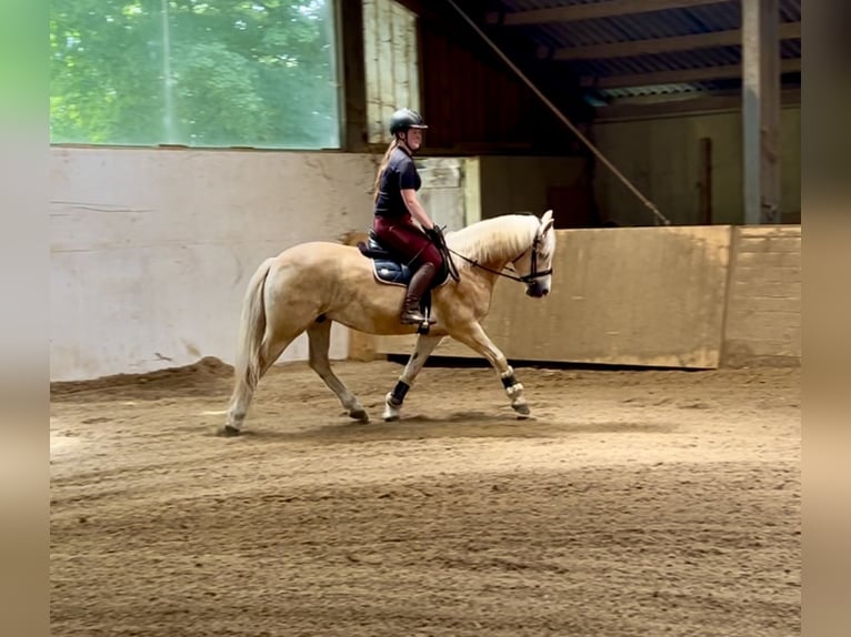 Haflinger Wallach 5 Jahre 150 cm Fuchs in Pelmberg