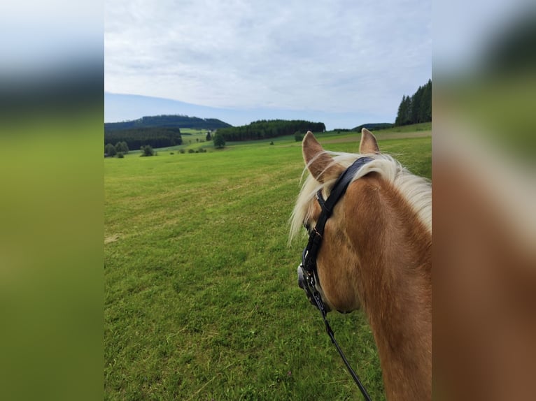 Haflinger Wallach 5 Jahre 150 cm Fuchs in Pelmberg