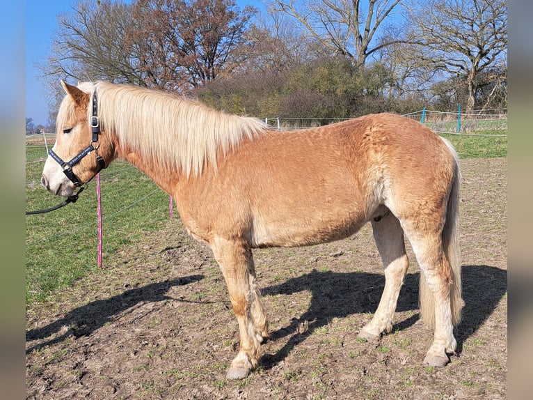 Haflinger Wallach 5 Jahre 150 cm Fuchs in Altmärkische Wische