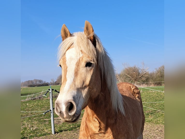 Haflinger Wallach 5 Jahre 150 cm Fuchs in Altmärkische Wische