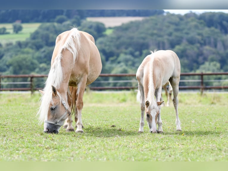 Haflinger Wallach 5 Jahre 150 cm Fuchs in Edertal